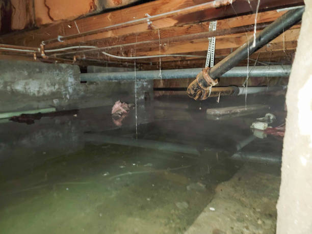 Best Water damage cleanup near me  in Maricopa, AZ